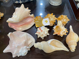 Seashell Natural Tabletop Accent <b>Ornament</b> Created from Polished Marine Shells Ethically Sourced Vietnam - Caryln 0084935825297 - Product Image 6