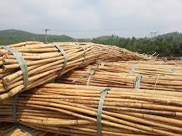 Canne en rotin écologique au Vietnam Akina - Product Image 3