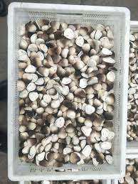 CHAMPIGNONS DE PAILLE ENTIER/ÉTIQUETTE PROPRE/INGRÉDIENT VÉGÉTAL/SOURCE NATURELLE - Product Image 3