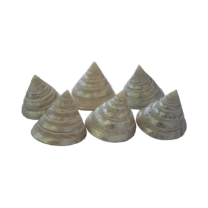 TECTUS PYRAMIS Medio Polaco SEASHELL JOYERÍA Trocas Shell Motif Pulido Pirámide - Product Image 2