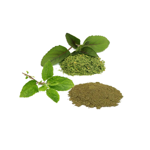 Extrait de Tulsi (10:1) Poudre d'herbes standardisée pour le soutien naturel de la santé, renforcement de l'immunité, soulagement du stress et bien-être général - Product Image 3