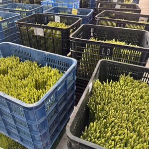 IQF Frozen <b>Asparagus</b> Tips and Spears Meeting Export Quality - Product Image 4