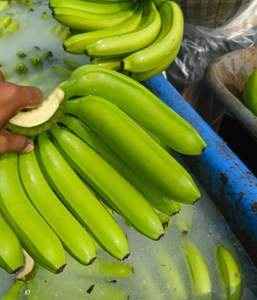 Fresh Cavendish <b>Banana</b> Exporter Competitive Price Green <b>Banana</b> Suppliers Belgium Holland Buy <b>Banana</b> - Product Image 4