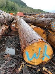 <span class=keywords><strong>Acacia</strong></span> Logs para mobiliário ao ar livre <span class=keywords><strong>Acacia</strong></span> Logs para Boat Building <span class=keywords><strong>Acacia</strong></span> Logs para madeira serrada