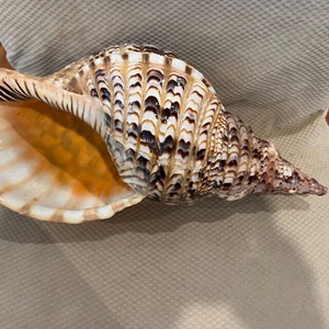 Triton Trumpet Shell Listo para Shell Ornament Supply Proyectos de decoración de bodas y tiendas de exhibición para el hogar - Product Image 2