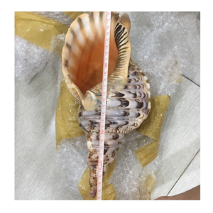 Trumpet Triton Shell จาก99 Gold Data Vietnam ใช้ในธีมทะเลและ Trumpet Triton Shell Art Display - Product Image 6
