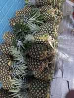 Hoge Kwaliteit Md2 Ananas Zoet En Vers Geëxporteerd Naar Eu Usa Japan-Beste Prijs Heerlijk Fruit/Anna Do Vilaconic