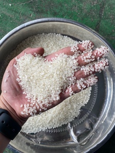 ข้าวญี่ปุ่นเกรดพรีเมียม ข้าวสั้น ขัดเงา พร้อมส่งออกตะวันออกกลาง คุณภาพสูง เหมาะสำหรับทำซูชิ ติดต่อคุณเอร่า สำหรับการส่งออก - Product Image 2