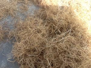 EcoGrow Gracilaria Seaweed: alimentación para acuicultura rica en nutrientes-promueve un crecimiento saludable - Product Image 4