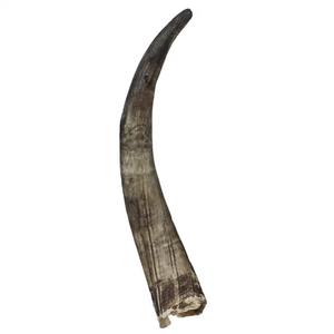 Venta de Cuerno de Búfalo y Vaca como Sustituto del Cuerno de Rinoceronte para el Tratamiento de la Hipertermia, Cuerno de Búfalo al por Mayor - Product Image 4