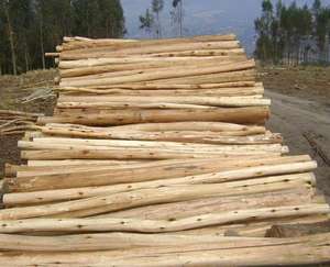 Troncos de eucalipto de alta calidad para madera, carbón vegetal y pulpa-Corte fresco, grado de exportación, tamaños personalizados disponibles - Product Image 5