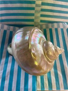 เปลือกหอยเทอร์โบหรูหราสำหรับงานฝีมือตกแต่งตู้ปลาเพิ่มเสน่ห์ของชายฝั่งทะเลให้กับบ้าน - Product Image 3