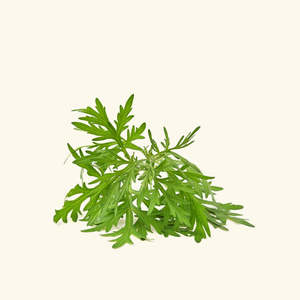 Aceite Esencial de Artemisia 100% Puro, Hidratante, Aclarante, Reafirmante y Nutritivo para la Piel, Hecho con Resina de Artemisia y Hojas Herbales - Product Image 2