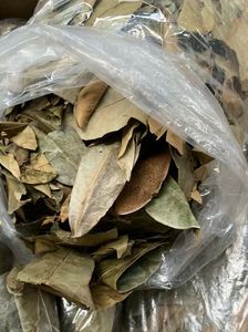 BUEN PRODUCTO HOJAS DE GRAVIOLA SECAS/HOJAS DE SOURSOP, MEJOR PRECIO - Product Image 4