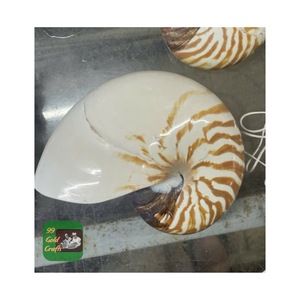เปลือกหอย Nautilus ขัดตกแต่งบ้านและทำเครื่องประดับที่มีคุณภาพสูงจากเวียดนาม - Product Image 1