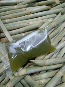 CAÑA DE AZÚCAR LARGA CONGELADA CON EL MEJOR PRECIO Caña de azúcar congelada fresca Exportación Buen precio - Product Image 6