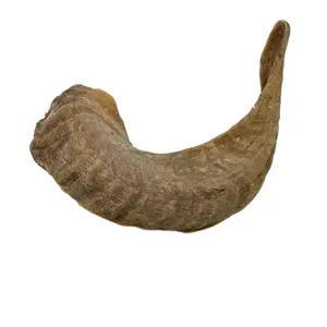 Ram Shofar Raw Horn Shofar для инструментального Ram Shofar еврейского религиозного назначения