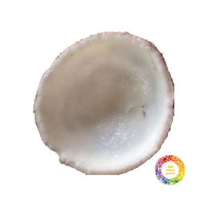 เนื้อมะพร้าวแช่แข็งระดับพรีเมี่ยมสินค้าจำนวนมากพร้อมราคาไม่แพงและคุณภาพดีเยี่ยมส่งออก - Product Image 3