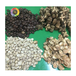 Graines de Sacha Inchi en vrac, fournisseur de graines de Sacha Inchi au Vietnam, exportateur en gros de graines de Sacha Inchi - Product Image 3