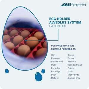 ตู้ฟักไข่ Borotto รุ่น REAL 24 กึ่งอัตโนมัติ ผลิตในอิตาลี สำหรับไข่ไก่ 24 ฟอง รับประกันนาน ตู้ฟักสำหรับสัตว์ปีก - Product Image 3