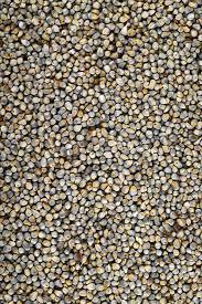 Millet perlé Bajra 100% pur naturel torréfié Récolte indienne Riche en fibres Riche en protéines Grain entier Longue durée de conservation 12 mois - Product Image 4