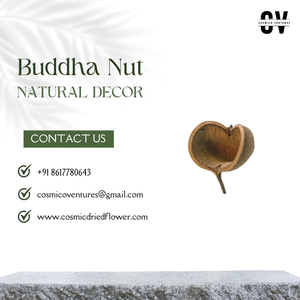 Décoration en noix de Bouddha de haute qualité en gros, capsule de graines séchées, toucher naturel pour la décoration de la maison et des fêtes - Product Image 3