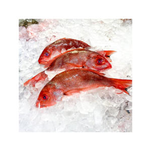 Pescado pargo rojo congelado de alta calidad, listo para venta al por mayor a distribuidores y minoristas - Product Image 6