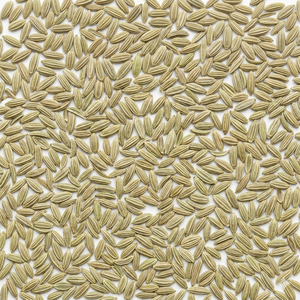 Premium Fennel Seeds 100% Natural Air-Dried <b>Customized</b> <b>Packaging</b> Export Quality 24 Months Shelf Life Al Nada Brand - Product Image 1