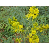 Daun Senna Kualitas Ekspor untuk Nutraceuticals, Makanan Fungsional, Teh, dan Penggunaan Kosmetik Tersedia dengan Harga Pabrik dari India