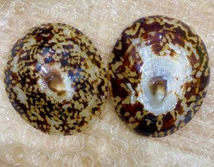 Conchas de Lapa vietnamita, cuentas de conchas de mar, conchas para pendientes o colgantes - Product Image 2