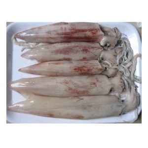 Calamar Loligo Entero Congelado LQF U3/U7 Calidad de Exportación a Granel - Product Image 6