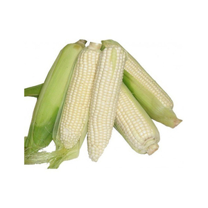 Maíz blanco OGM directo de fábrica a granel para molinos de piensos y exportadores agrícolas - Product Image 1