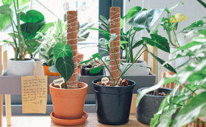 การเปิดตัว2025: เสามะพร้าวคุณภาพสูงสำหรับพืชของคุณ - Product Image 6