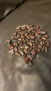 Hạt ca cao rang từ <span class=keywords><strong>cameroon</strong></span> & Ghana forastero loại 1 túi 50kg - Product Image 4