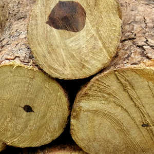 Meilleurs et plus beaux bûches de bois d'eucalyptus rondes, type cyprès, en vente - Product Image 5