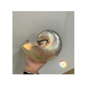 Nautilus Shell pour les pièces d'art de collection et le style intérieur par la société Vietnam 99 Gold Data Nautilus Shell - Product Image 5