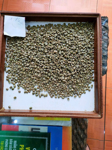 Meilleur prix grains de café Robusta sélectionnés goût amer riche adapté aux fabricants de café - Product Image 3