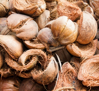 Fibre de noix de coco brute | Fibre de coco naturelle pour l'agriculture, l'horticulture, les matelas, les cordes et l'artisanat