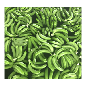 Plátano fresco de Vietnam, fruta y verdura de alta calidad a precio competitivo, para exportación desde Vietnam 99GD - Product Image 2