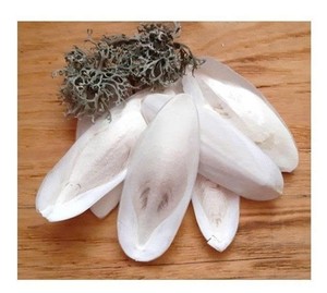 Cuttlebone seco de alto calcio ideal para todo tipo de aves de compañía para mejorar la salud y mantener los picos recortados - Product Image 1