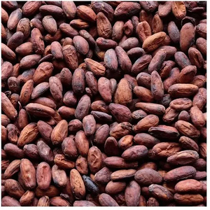 Granos de Cacao de Alta Calidad - Granos de Cacao - Granos de Chocolate - Product Image 4