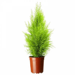 Pino Limn, plante à feuilles persistantes - Pin citron frais pour la décoration intérieure et extérieure - Product Image 1