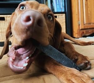 Masticable para perros del Himalaya más vendido Original Yak Cheese Dog Dry Chews 100 Natural de larga duración sin gluten saludable y seguro golosinas para perros - Product Image 5