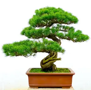 Principais plantas artificiais e flores bonsai