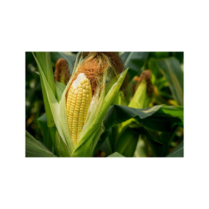 Compra granos de maíz amarillo para alimentación animal/maíz para alimentación animal - Product Image 2