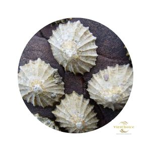 Natural pequeño ovalado Lapa vietnamita conchas marinas pulidas vacío limpio mar Shell hueso Coral cuentas en venta decoraciones - Product Image 3
