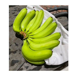 Tropical Banana <b>Fresh</b> Cavendish Banana Natural Fruits <b>Fresh</b> <b>Fruit</b> ORIGIN VIETNAM Cavendish Banana - Product Image 4