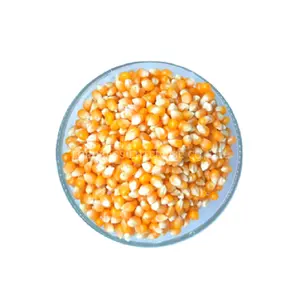 热折扣黄玉米/动物饲料玉米/家禽饲料黄玉米低价