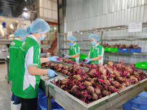 Jugo de Manzana, Remolacha y Zanahoria NFC de 500 ml, Bebida Saludable, Fabricante, Marca Privada, Suministro a Granel Global - Product Image 6