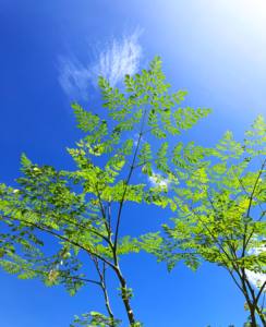 ผงมะริงกาออร์แกนิกแท่งผงเกรดพรีเมี่ยม - Product Image 2